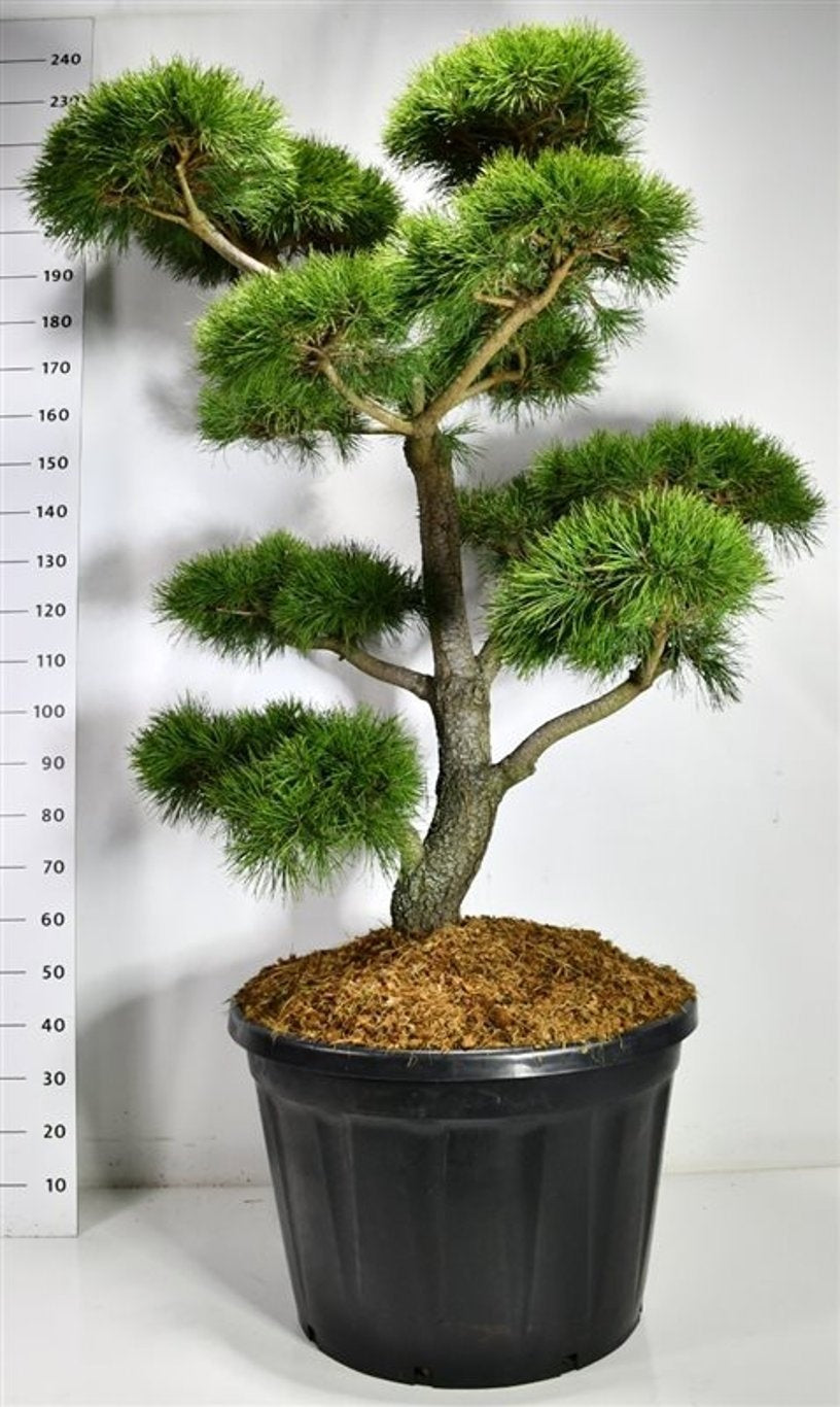 
                  
                    Pinus contorta à plateaux de feuillage vert, tronc apparent, hauteur 230 cm en pot de 80 cm
                  
                