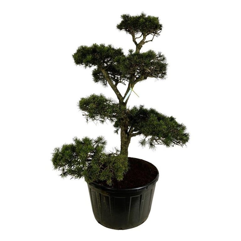 
                  
                    Pinus contorta formé en bonsaï de jardin à plateaux, hauteur 240 cm en pot de 91 cm
                  
                