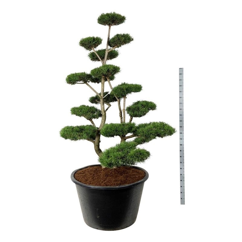 
                  
                    Pinus contorta en bonsaï de jardin, silhouette élancée et plateaux de feuillage, hauteur 270 cm en pot de 120 cm
                  
                
