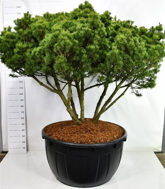 Pinus mugo Mops en bonsaï de jardin, plusieurs troncs dégagés et large couronne verte, hauteur 250 cm