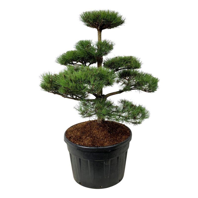 
                  
                    Pinus nigra en bonsaï de jardin, tronc dressé et plateaux de longues aiguilles vert foncé, hauteur 160 cm
                  
                