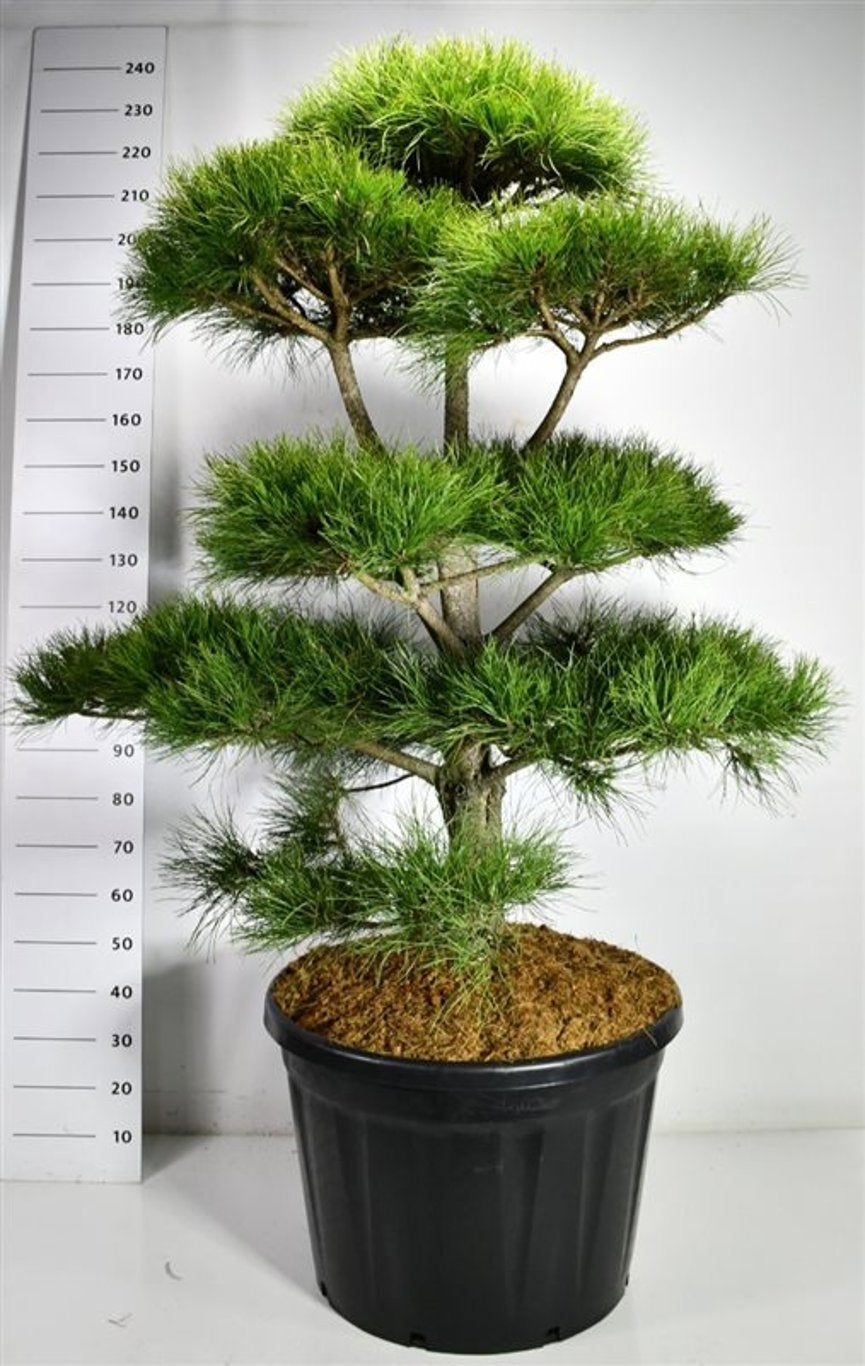 
                  
                    Pinus nigra en bonsaï de jardin, branches étagées et coussins d’aiguilles vert foncé, hauteur 220 cm
                  
                