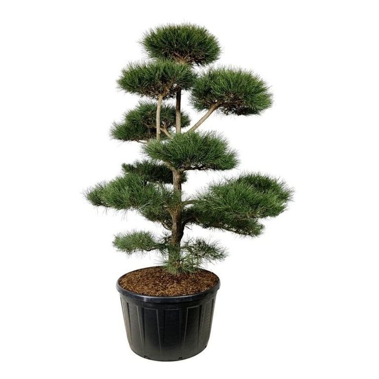 
                  
                    Pin noir d’Autriche formé en bonsaï de jardin, tronc élancé et plateaux d’aiguilles persistantes, hauteur 270 cm
                  
                