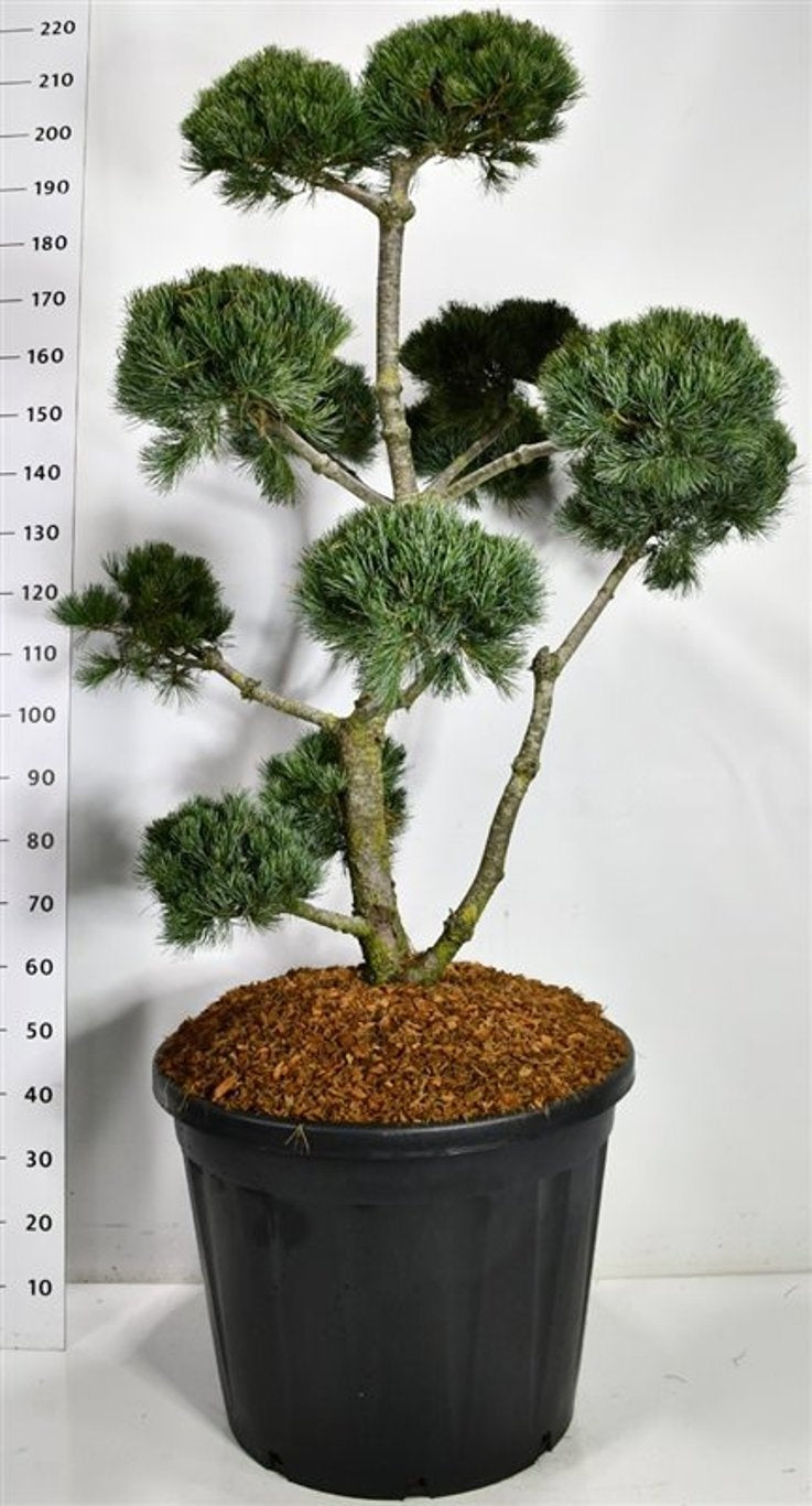 
                  
                    Pinus parviflora Negishi en bonsaï de jardin, troncs dégagés et bouquets d’aiguilles vert bleuté, 200 cm
                  
                