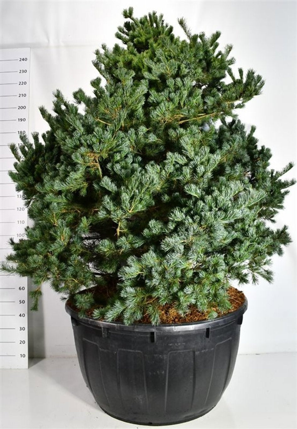 
                  
                    Pinus parviflora Negishi, pin blanc du Japon au feuillage dense vert bleuté, 280 cm en pot de culture
                  
                