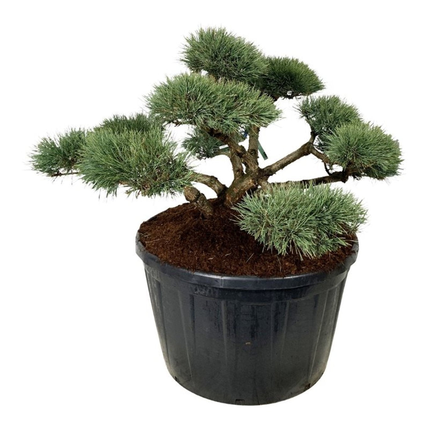 
                  
                    Pinus sylvestris Repens en bonsaï de jardin, couronne étalée et aiguilles bleu-vert, hauteur 190 cm
                  
                