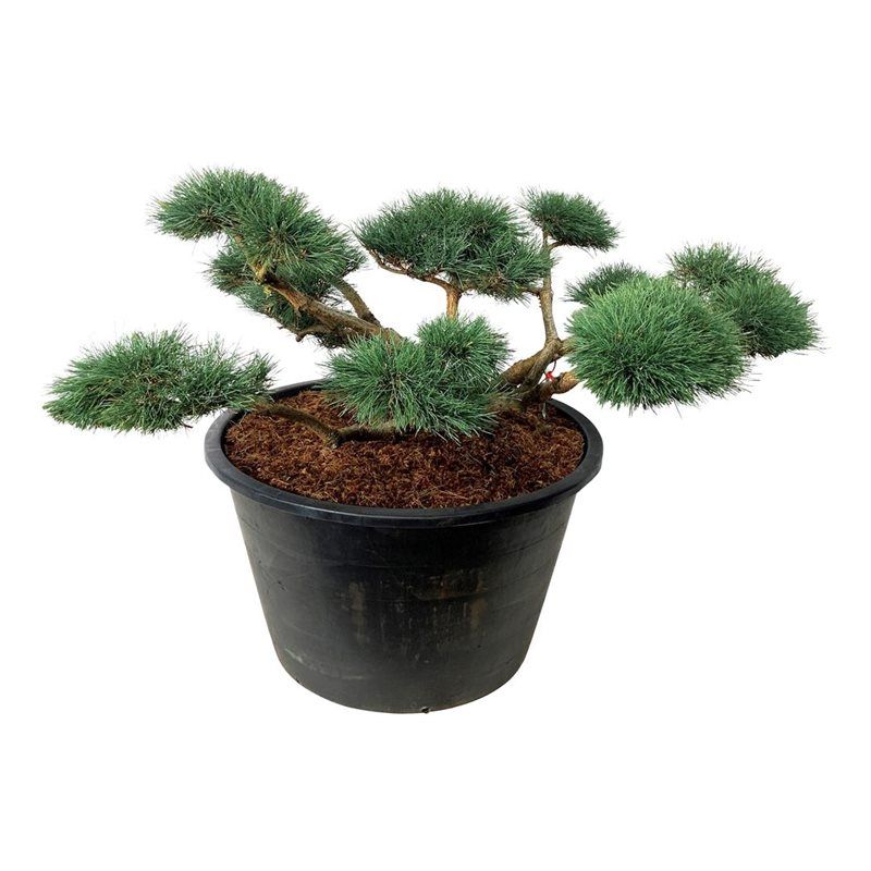 
                  
                    Pinus sylvestris Repens en bonsaï de jardin à branches horizontales et coussins d’aiguilles bleu-vert, format 230 cm
                  
                