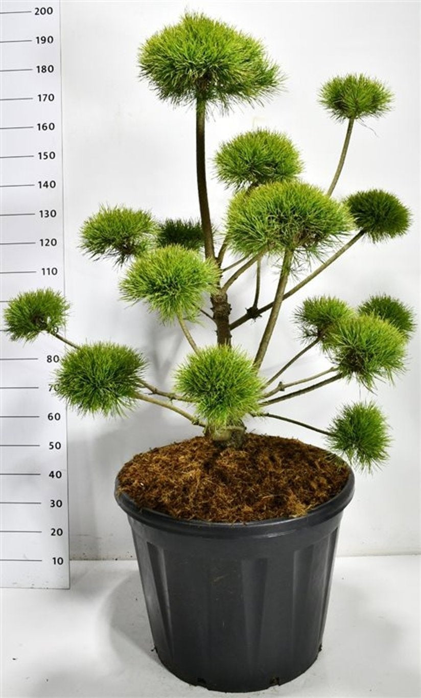 
                  
                    Pinus sylvestris Norske Typ en bonsaï de jardin, branches dégagées et couronnes arrondies d’aiguilles, 190 cm
                  
                