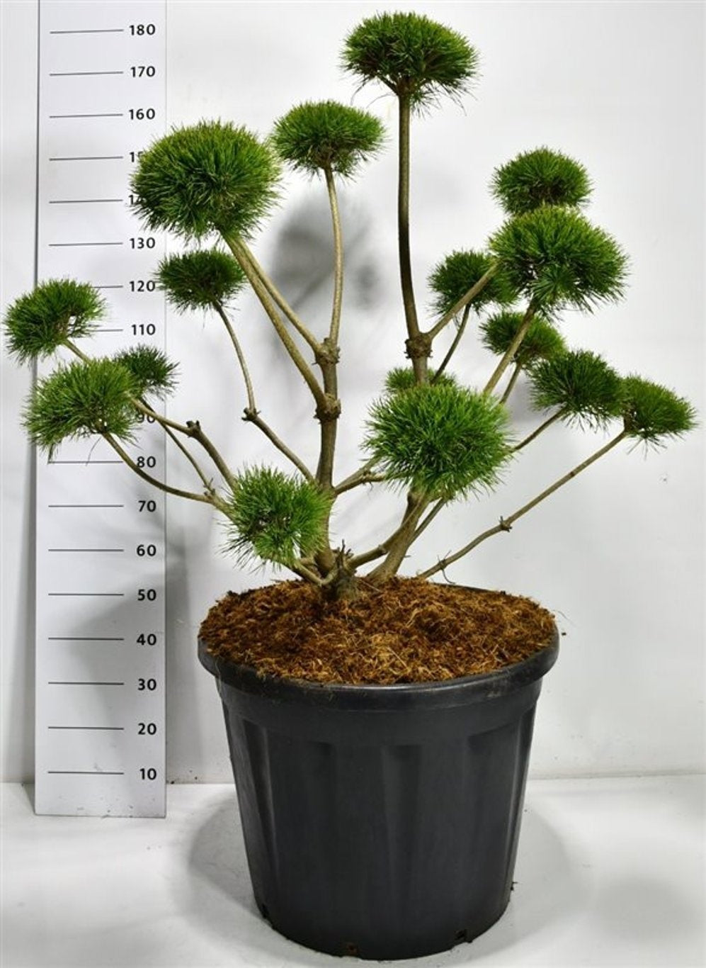 
                  
                    Pinus sylvestris Norske Typ en bonsaï de jardin, silhouette ouverte et couronnes arrondies, 180 cm
                  
                