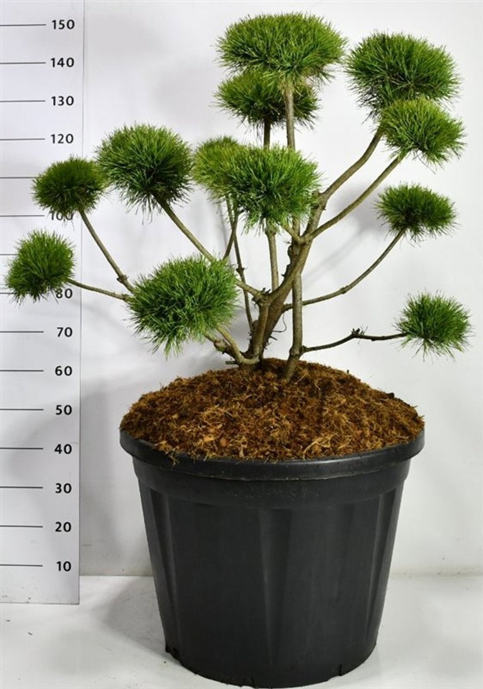 Pinus sylvestris Norske Typ en bonsaï de jardin, forme basse à branches dégagées et couronnes d’aiguilles, 150 cm