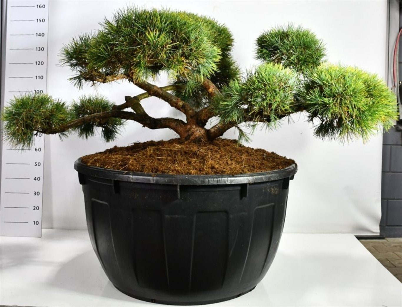 
                  
                    Pinus sylvestris Repens, bonsaï de jardin à branches horizontales et couronnes d’aiguilles vert bleuté, format 150 cm
                  
                