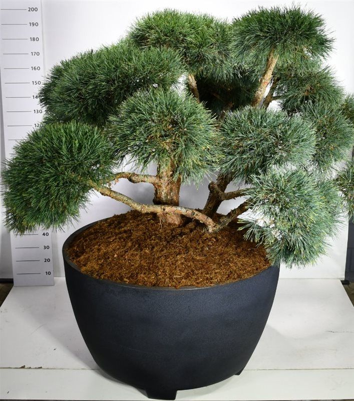 
                  
                    Pinus sylvestris Repens en bonsaï de jardin, tronc ramifié et larges masses d’aiguilles bleu-vert, dans son contenant
                  
                