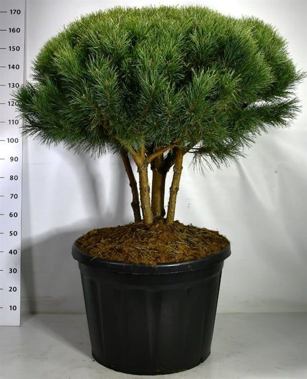 
                  
                    Pinus sylvestris Watereri en bonsaï de jardin, branches dégagées et large couronne de fines aiguilles, format 170 cm
                  
                