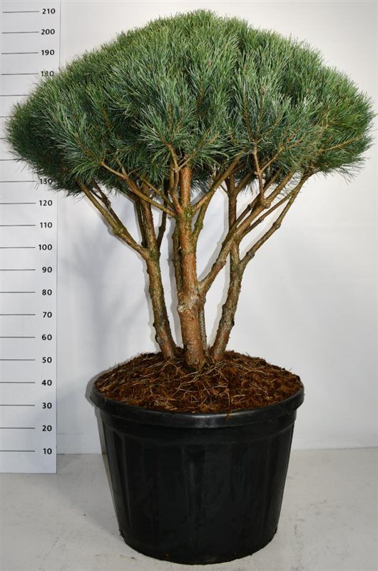 
                  
                    Pinus sylvestris Watereri en bonsaï de jardin, ramification dégagée et couronne arrondie, format 180 cm
                  
                