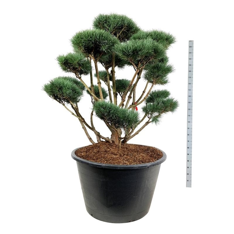 
                  
                    Pinus sylvestris Watereri en bonsaï de jardin, ramure ouverte et plateaux d’aiguilles bleu-vert, hauteur 230 cm
                  
                