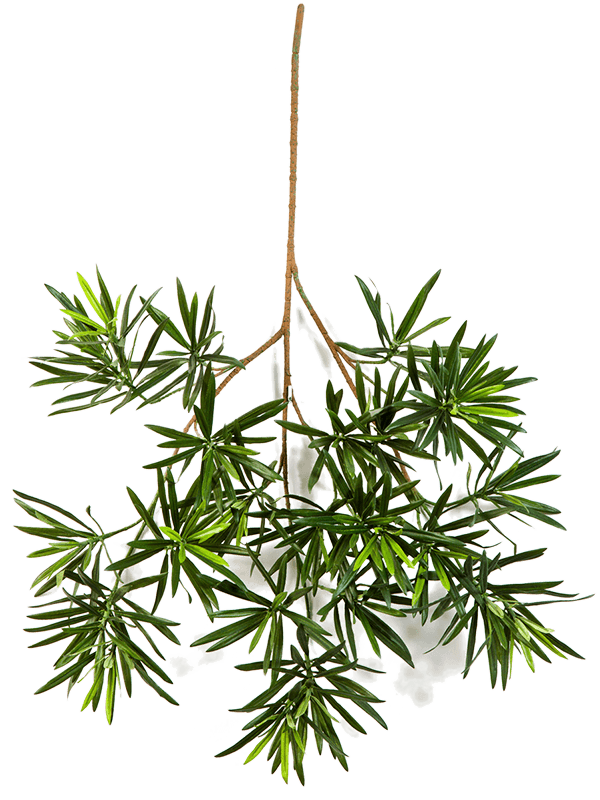 
                  
                    Branche de Podocarpus artificielle verte — Hauteur: 66 Largeur: 35 cm — 8FW1218L — ramure à feuilles étroites en rosettes, sans pot.
                  
                