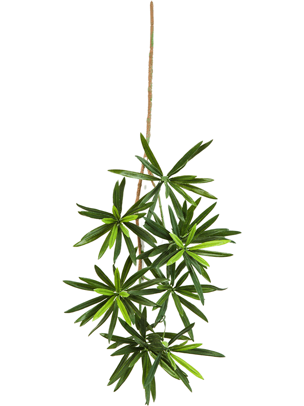 
                  
                    Branche de Podocarpus artificielle verte — Hauteur: 53 Largeur: 20 cm — 8FW1218M — ramure à feuilles étroites en rosettes, sans pot.
                  
                
