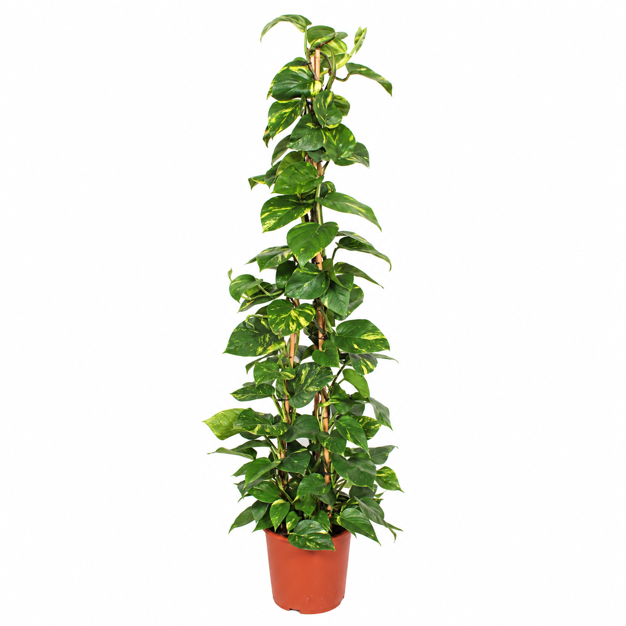 
                  
                    Pothos doré Epipremnum Aureum de 160 cm conduit en pyramide, feuilles vertes panachées de jaune, pot de culture de 27 cm — fond blanc
                  
                
