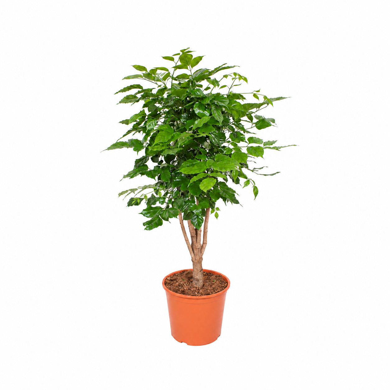 Radermachera hainanensis ramifié de 170 cm, feuillage vert et pot de culture de 30 cm — fond blanc
