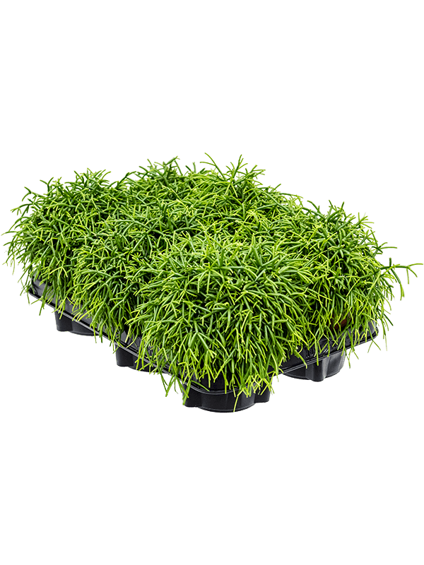 Rhipsalis baccifera 'Oasis' — 20 cm, lot de 6 plantes en pots de 12/11 cm, photo détourée pour fond blanc