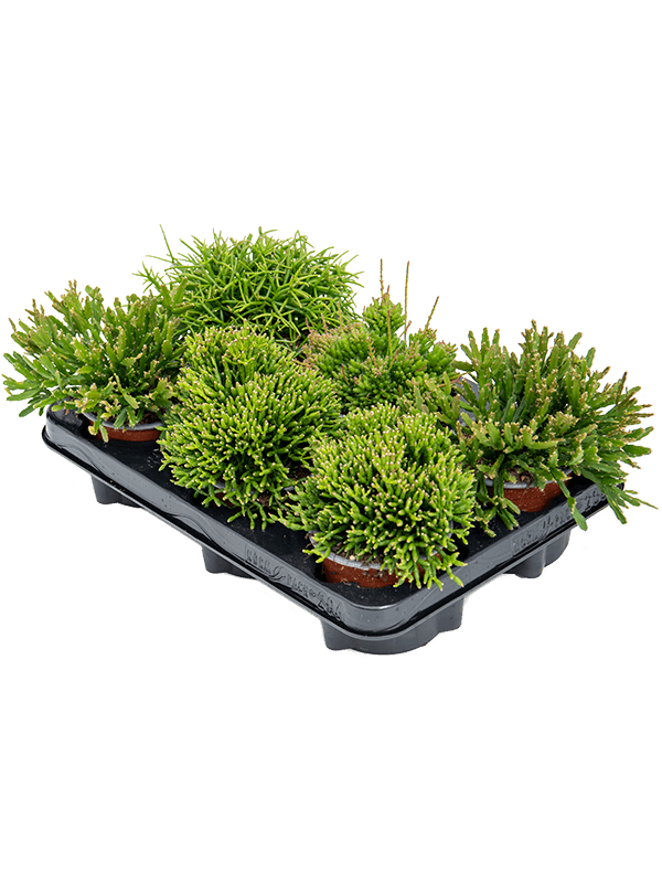 Rhipsalis mix — lot de 6 plantes de 20 cm en pots de 11/9 cm