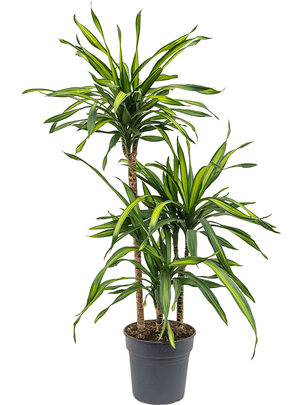 
                  
                    Dracaena Riki 110 cm, 3 tiges, pot de 21 cm
                  
                