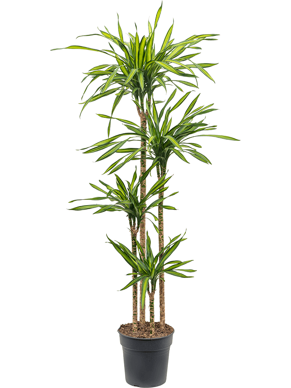 
                  
                    Dracaena Riki 180 cm, 4 tiges, pot de 27 cm
                  
                