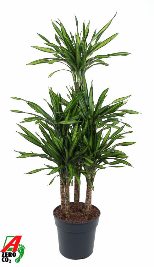 
                  
                    Dracaena Riki 140 cm, carrousel, pot de 31 cm
                  
                