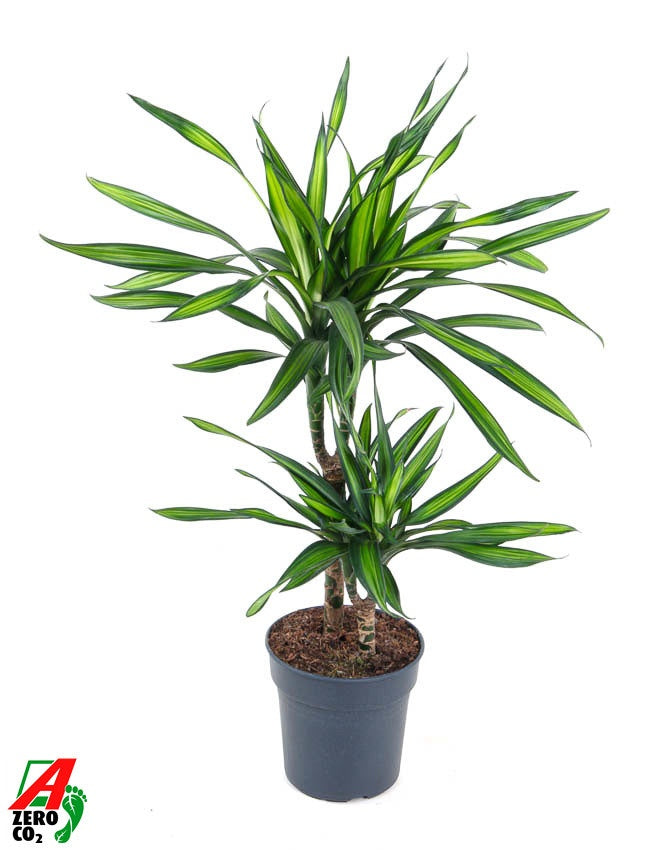
                  
                    Dracaena Riki 80 cm, touffe, pot de 19 cm
                  
                