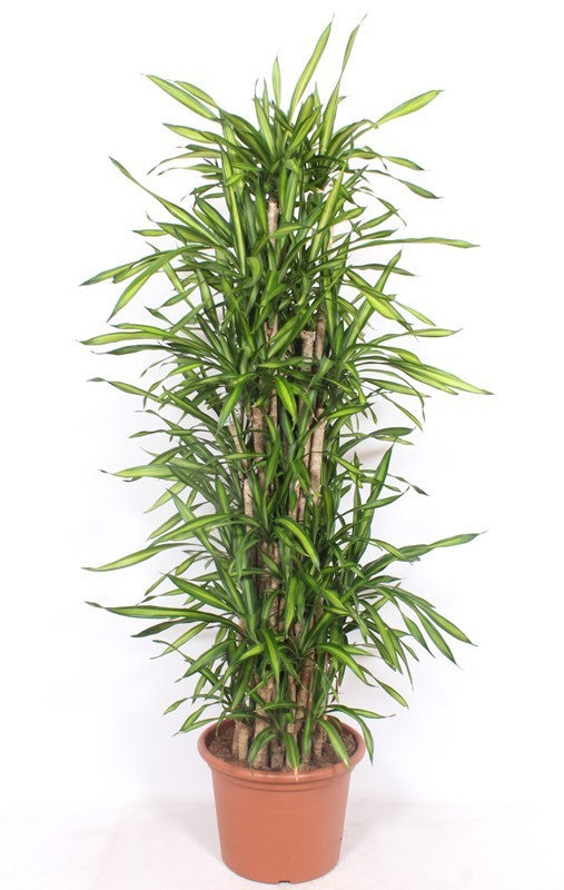 
                  
                    Dracaena Riki 160 cm, ramifié, pot de 40 cm
                  
                