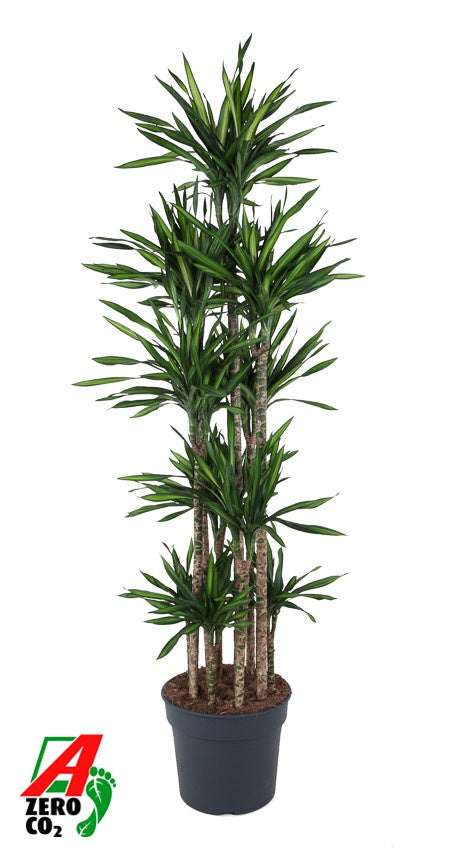 
                  
                    Dracaena Riki 190 cm, carrousel, pot de 40 cm
                  
                