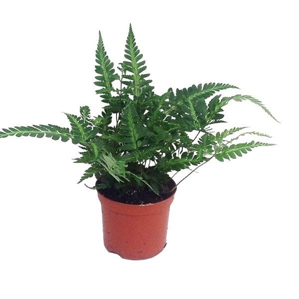 Rumohra adiantiformis 'Variegata' — plante de 20 cm en pot de 8 cm