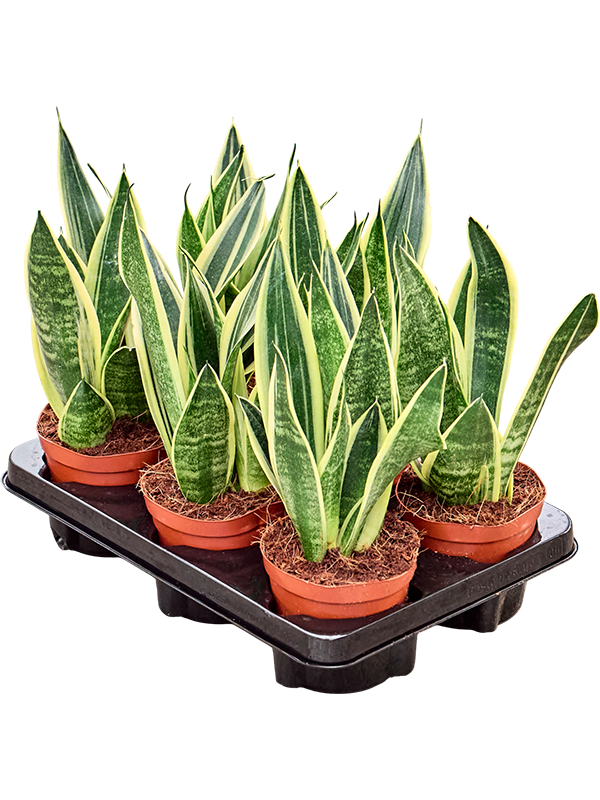 Sansevieria Canary — lot de 6 plantes de 30 cm, pots 12 cm, fond blanc