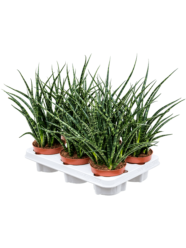 Sansevieria kirkii 'Fernwood Punk' — 30 cm, lot de 6 plantes, pots de 12/9 cm, fond blanc