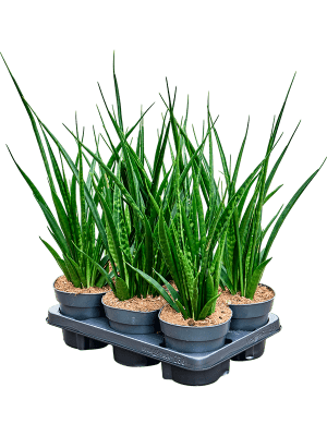 
                  
                    Sansevieria kirkii Friends de 50 cm, photographie représentative du lot de 6
                  
                