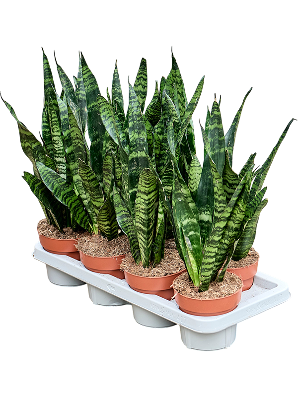 
                  
                    Sansevieria trifasciata 'Black Coral' en pot de culture, photographie fournisseur représentative du lot de 7 plantes, hauteur commerciale 45 cm
                  
                
