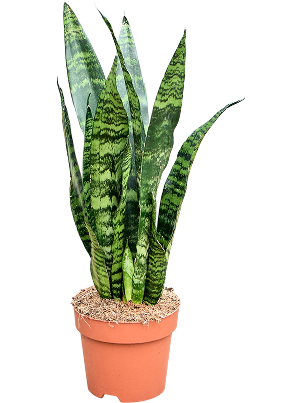 
                  
                    Sansevieria trifasciata 'Black Coral', vue 2 du format commercial de 45 cm, vendu par lot de 7 plantes
                  
                
