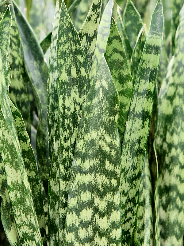 
                  
                    Sansevieria trifasciata 'Black Coral', vue 3 du format commercial de 45 cm, vendu par lot de 7 plantes
                  
                