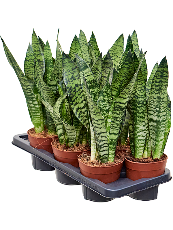 
                  
                    Sansevieria zeylanica de 55 cm, plateau fournisseur de 7 plantes en pots 14/13 cm
                  
                