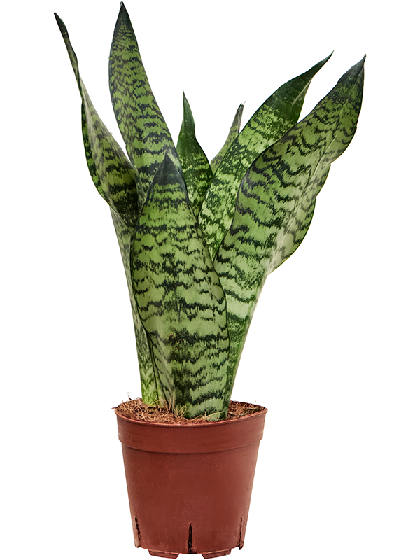 
                  
                    Sansevieria zeylanica de 55 cm, détail d'une plante du lot de 7
                  
                