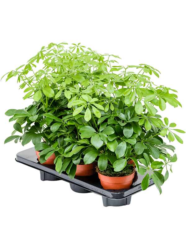 Schefflera arboricola 'Nora' — lot de 6 plantes de 45 cm en pots de 13/12 cm, photo détourée pour fond blanc