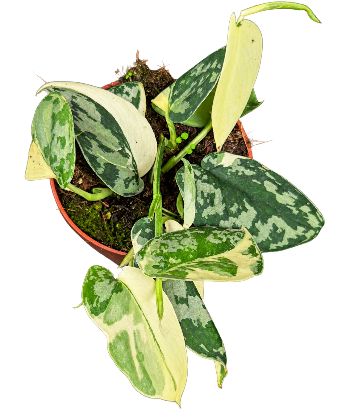 Scindapsus pictus Mayari au feuillage vert, argent et crème, hauteur 15 cm, pot de culture de 10 cm