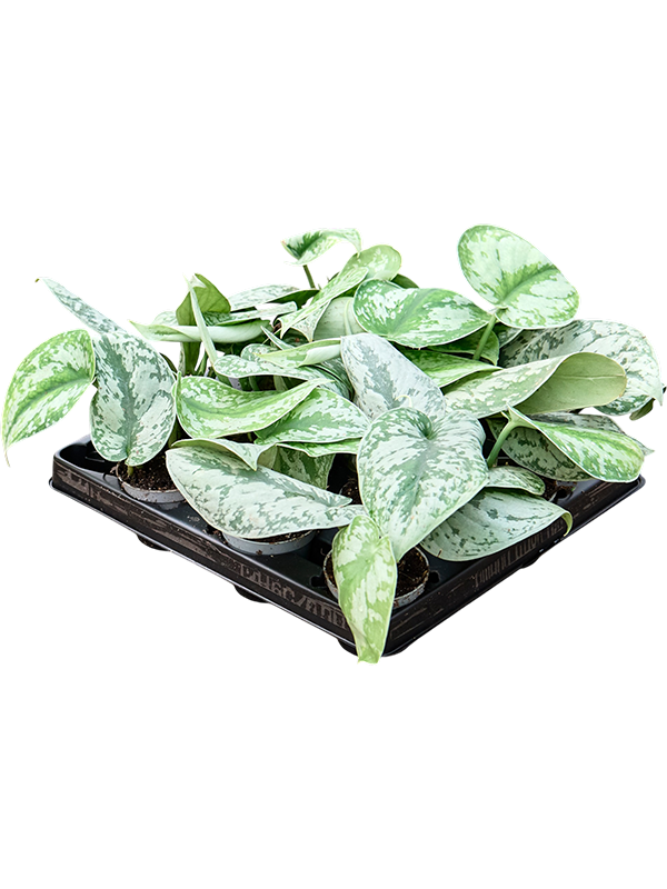 
                  
                    Scindapsus pictus 12 cm, lot de 12 plantes, vue principale
                  
                
