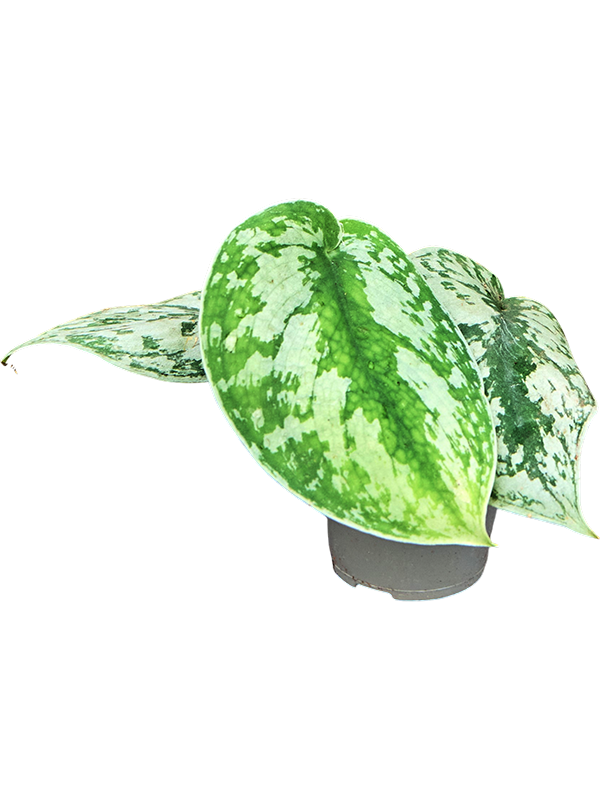 
                  
                    Scindapsus pictus 12 cm, lot de 12 plantes, vue complémentaire
                  
                