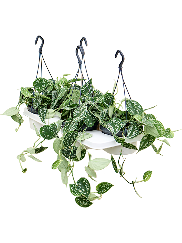 
                  
                    Scindapsus pictus 25 cm en suspension, lot de 4 plantes, vue principale
                  
                