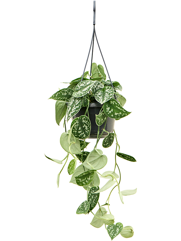 
                  
                    Scindapsus pictus 25 cm en suspension, lot de 4 plantes, vue complémentaire
                  
                