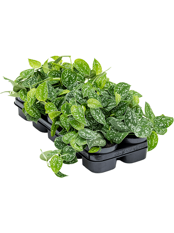 
                  
                    Scindapsus pictus 15 cm en suspension, lot de 10 plantes
                  
                