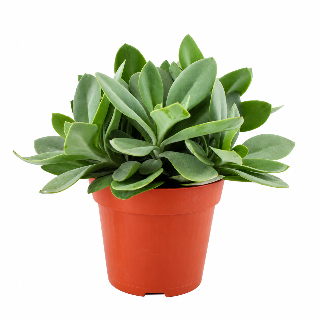 Senecio cephalophorus de 20 cm en pot de 12 cm, sur fond blanc — vendu par lot de 6