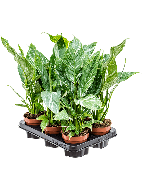 Spathiphyllum ‘Diamond’ au feuillage panaché — lot de 6 plantes de 40 cm en pots de 12 cm, fond blanc