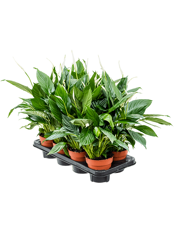 Spathiphyllum 'Sweet Chico' — lot de 8 plantes de 55 cm en pots de 13/12 cm, sur fond blanc
